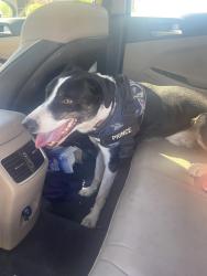 Found/Stray Unknown Dog last seen St. Rose, Henderson, NV 89052
