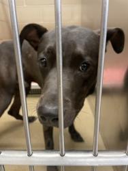 Shelter Stray Male Dog last seen Near E Wintergreen Rd, Desoto, TX, 1150 E Pleasant Run Rd, Cedar Hill, TX 75104, USA