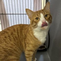 Shelter Stray Male Cat last seen University Oaks Blvd & Merry Oaks Dr, City of College Station, TX, 5359 Leonard Rd, Bryan, TX 77807, USA