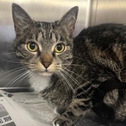 Shelter Stray Female Cat last seen FM 2154 Rd/ Wellborn Rd, Brazos County, TX, 5359 Leonard Rd, Bryan, TX 77807, USA