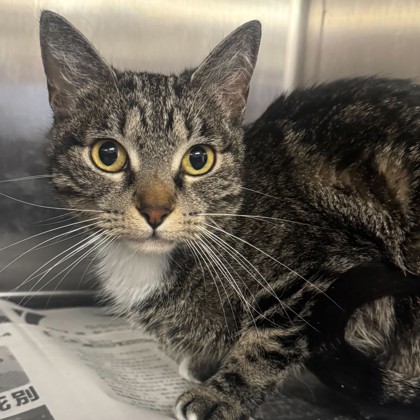 Shelter Stray Female Cat last seen FM 2154 Rd/ Wellborn Rd, Brazos County, TX, 5359 Leonard Rd, Bryan, TX 77807, USA