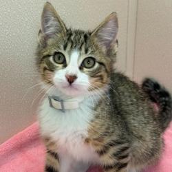 Shelter Stray Male Cat last seen Near Park Rd & Autumn Cir, City of College Station, TX, 5359 Leonard Rd, Bryan, TX 77807, USA