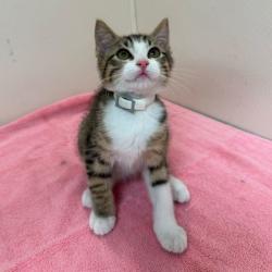 Shelter Stray Male Cat last seen Near Park Rd & Autumn Cir, City of College Station, TX, 5359 Leonard Rd, Bryan, TX 77807, USA