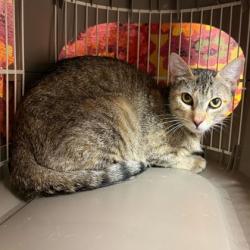 Shelter Stray Female Cat last seen Axis Ct & Navarro Dr, City of College Station, TX, 5359 Leonard Rd, Bryan, TX 77807, USA