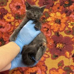 Shelter Stray Female Cat last seen Brookwood/Elmo Weedon, Brazos County, TX, 5359 Leonard Rd, Bryan, TX 77807, USA