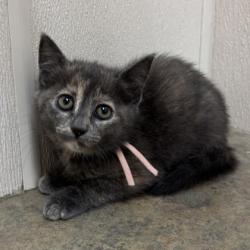 Shelter Stray Female Cat last seen Brookwood/Elmo Weedon, Brazos County, TX, 5359 Leonard Rd, Bryan, TX 77807, USA