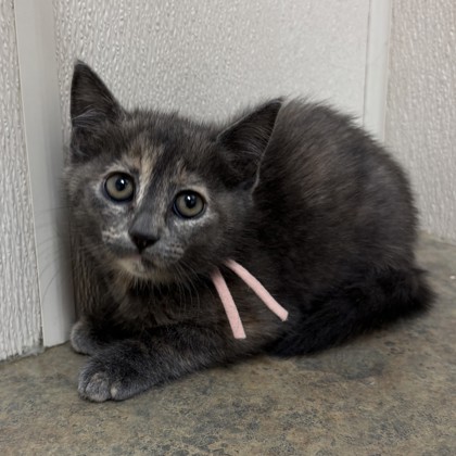 Shelter Stray Female Cat last seen Brookwood/Elmo Weedon, Brazos County, TX, 5359 Leonard Rd, Bryan, TX 77807, USA