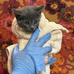 Shelter Stray Female Cat last seen Brookwood/Elmo Weedon, Brazos County, TX, 5359 Leonard Rd, Bryan, TX 77807, USA