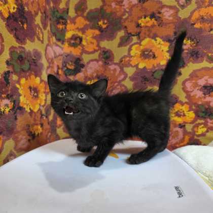 Shelter Stray Male Cat last seen FM 60 / Kemp Rd, Brazos County, TX, 5359 Leonard Rd, Bryan, TX 77807, USA