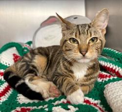 Shelter Stray Male Cat last seen Blue Stem Ct / Ponderosa, City of College Station, TX, 5359 Leonard Rd, Bryan, TX 77807, USA