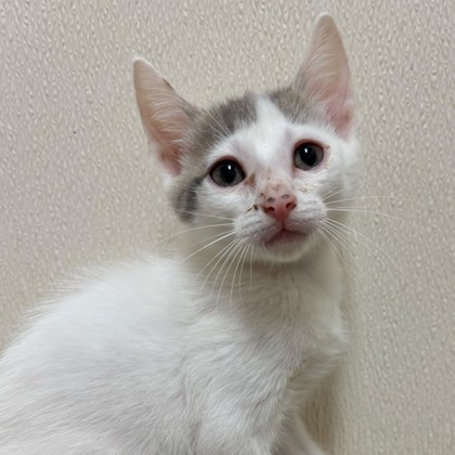 Shelter Stray Female Cat last seen Live Oak St | Wellborn Rd, City of College Station, TX, 5359 Leonard Rd, Bryan, TX 77807, USA