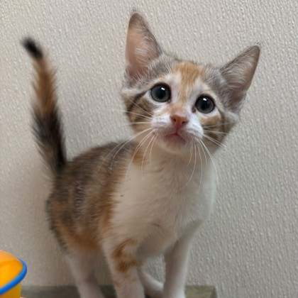 Shelter Stray Female Cat last seen Live Oak St | Wellborn Rd, City of College Station, TX, 5359 Leonard Rd, Bryan, TX 77807, USA