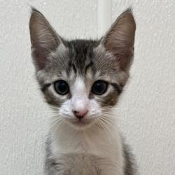 Shelter Stray Male Cat last seen Live Oak St | Wellborn Rd, City of College Station, TX, 5359 Leonard Rd, Bryan, TX 77807, USA