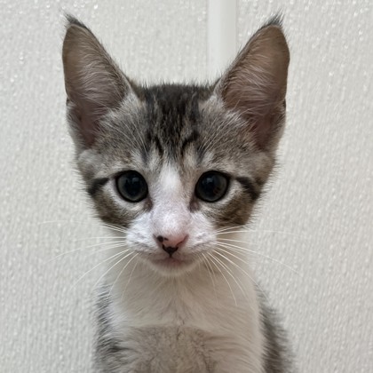 Shelter Stray Male Cat last seen Live Oak St | Wellborn Rd, City of College Station, TX, 5359 Leonard Rd, Bryan, TX 77807, USA