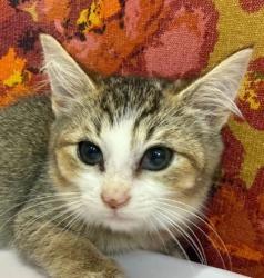 Shelter Stray Female Cat last seen Nagle St | University Dr, City of College Station, TX, 5359 Leonard Rd, Bryan, TX 77807, USA