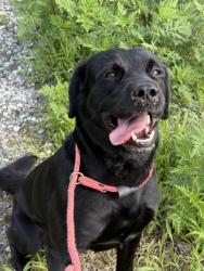 Shelter Stray Male Dog last seen Near PARKSIDE TERRACE, East Point, GA, 1251 Fulton Industrial Blvd NW, Atlanta, GA 30336, USA
