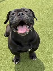 Shelter Stray Male Dog last seen Near Sims St, Atlanta, , 1251 Fulton Industrial Blvd NW, Atlanta, GA 30336, USA