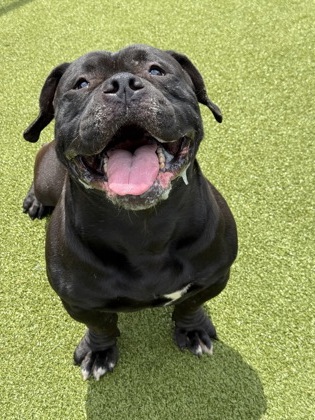 Shelter Stray Male Dog last seen Near Sims St, Atlanta, , 1251 Fulton Industrial Blvd NW, Atlanta, GA 30336, USA