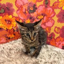 Shelter Stray Unknown Cat last seen Victoria/Downton Abbey, City of College Station, TX, 5359 Leonard Rd, Bryan, TX 77807, USA