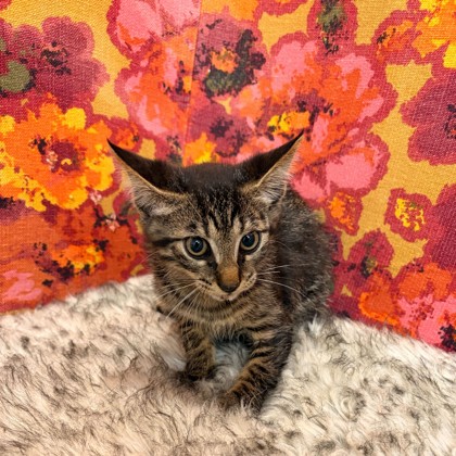 Shelter Stray Male Cat last seen Victoria/Downton Abbey, City of College Station, TX, 5359 Leonard Rd, Bryan, TX 77807, USA
