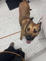 Shelter Stray Female Dog last seen Near old fairburn rd, South Fulton, GA, 1251 Fulton Industrial Blvd NW, Atlanta, GA 30336, USA