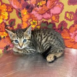 Shelter Stray Female Cat last seen Luther/Harvey, City of College Station, TX, 5359 Leonard Rd, Bryan, TX 77807, USA