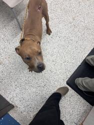 Shelter Stray Male Dog last seen Near browns mill rd, Atlanta, GA, 1251 Fulton Industrial Blvd NW, Atlanta, GA 30336, USA