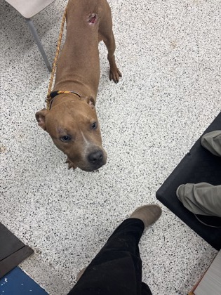 Shelter Stray Male Dog last seen Near browns mill rd, Atlanta, GA, 1251 Fulton Industrial Blvd NW, Atlanta, GA 30336, USA