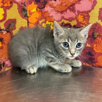 Shelter Stray Male Cat last seen Luther/Harvey, City of College Station, TX, 5359 Leonard Rd, Bryan, TX 77807, USA
