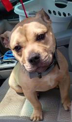 Shelter Stray Male Dog last seen Near fairburn pl, Atlanta, GA, 1251 Fulton Industrial Blvd NW, Atlanta, GA 30336, USA