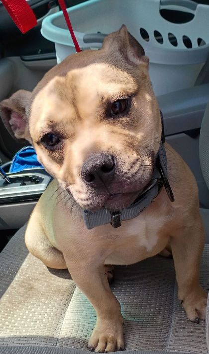 Shelter Stray Male Dog last seen Near fairburn pl, Atlanta, GA, 1251 Fulton Industrial Blvd NW, Atlanta, GA 30336, USA