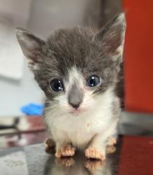 Shelter Stray Female Cat last seen N Clovis Ave & E Ashland Ave, Fresno Zone Fresno CO 2 93727, CA, 1510 W Dan Ronquillo Dr, Fresno, CA 93706, USA