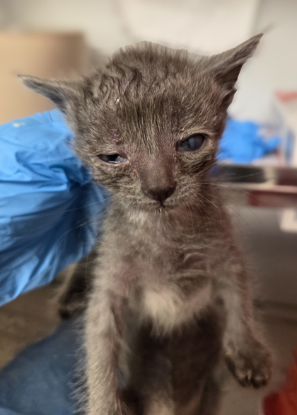 Shelter Stray Male Cat last seen N Clovis Ave & E Ashland Ave, Fresno Zone Fresno CO 2 93727, CA, 1510 W Dan Ronquillo Dr, Fresno, CA 93706, USA