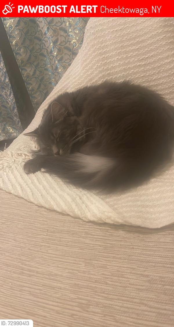 Lost Male Cat last seen Cleveland dr., Cheektowaga, NY 14225