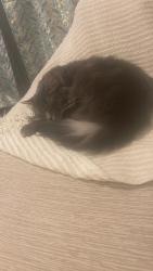 Lost Male Cat last seen Cleveland dr., Cheektowaga, NY 14225