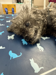 Found/Stray Unknown Dog last seen Ryerson Steel 3915 Walden Lancaster NY, Lancaster, NY 14086