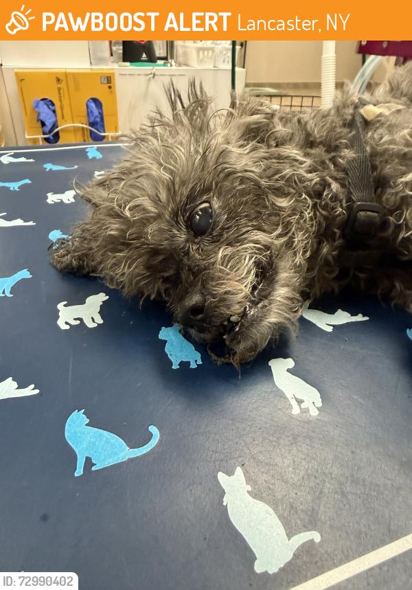 Found/Stray Unknown Dog last seen Ryerson Steel 3915 Walden Lancaster NY, Lancaster, NY 14086