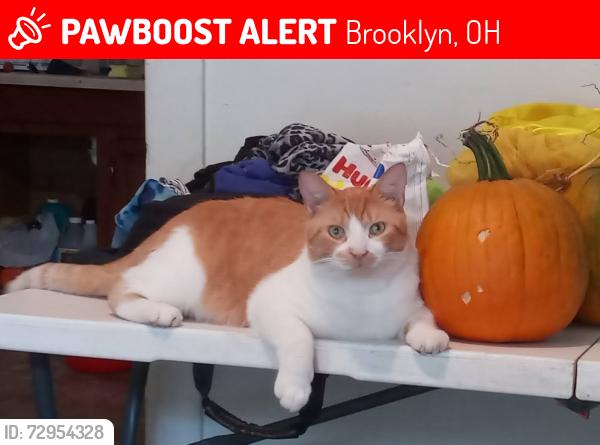 Lost Male Cat last seen James Ford Rhodes High School, Brooklyn, OH 44144
