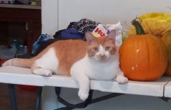 Lost Male Cat last seen James Ford Rhodes High School, Brooklyn, OH 44144