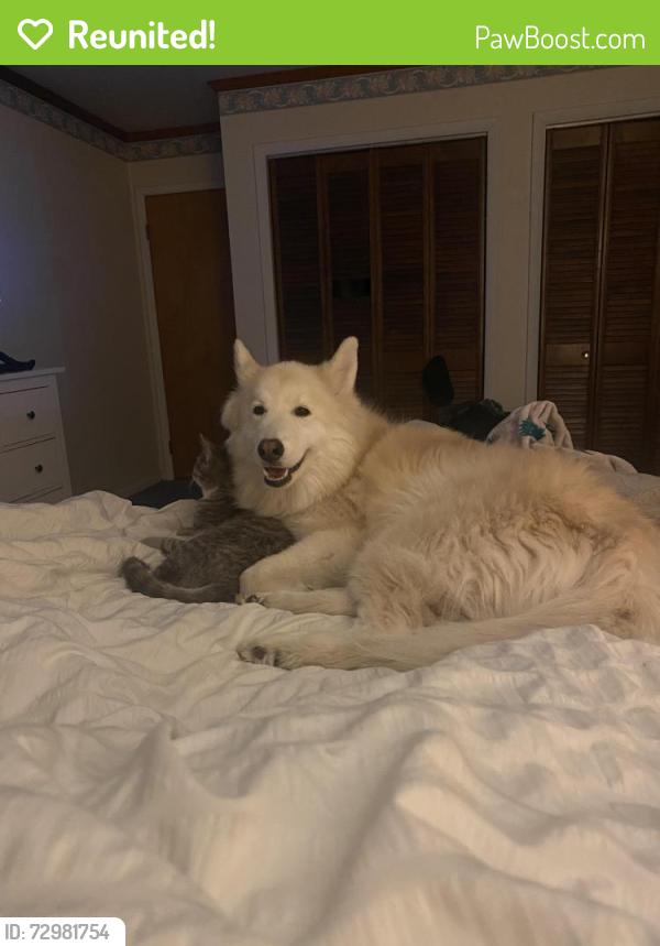 Reunited Female Dog last seen mile marker 210.5 Eastbound PA Turnpike running west towards Whiskey Run Rd, PA Turnpike, PA 17232