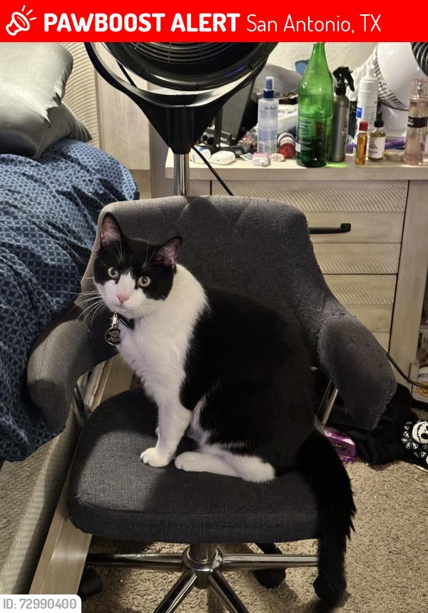 Lost Male Cat last seen NE San Antonio off of walzem, San Antonio, TX 78244