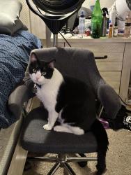 Lost Male Cat last seen NE San Antonio off of walzem, San Antonio, TX 78244