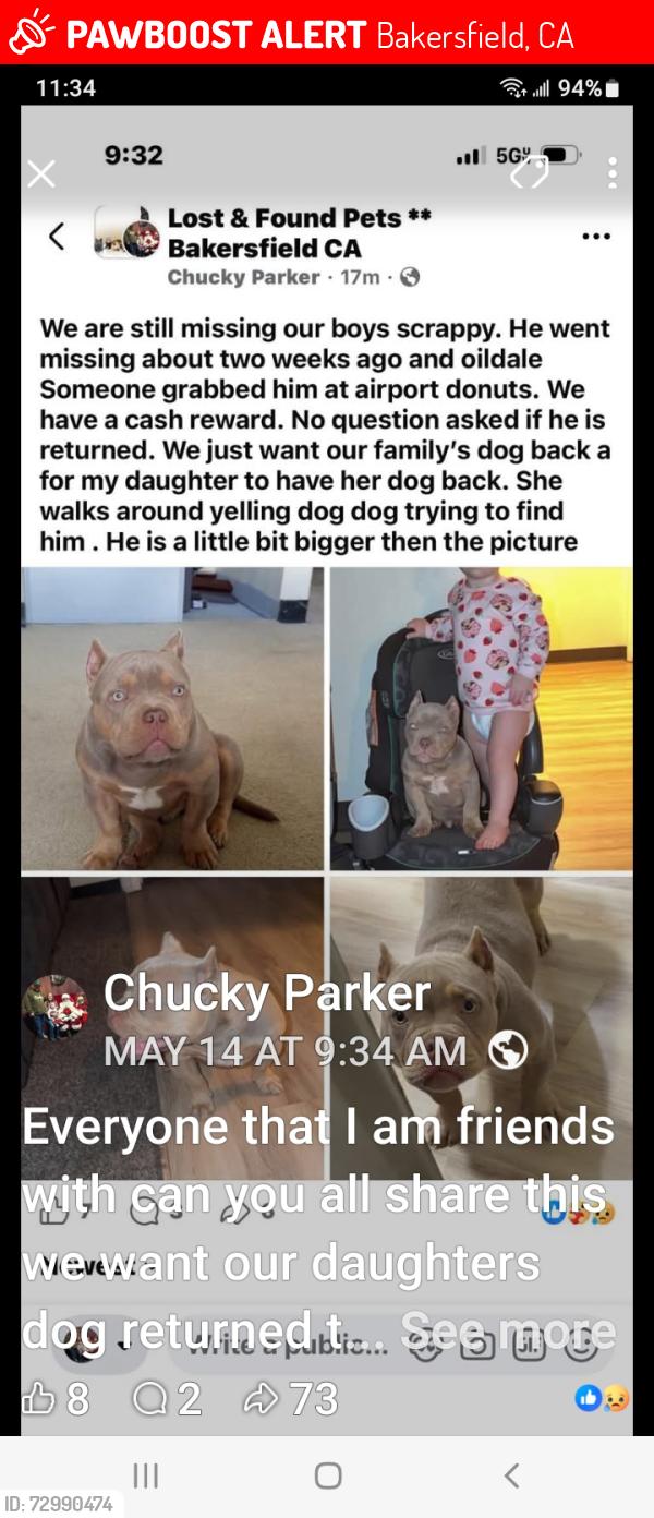 Lost Male Dog last seen Robert's lane and airport, Bakersfield, CA 93308