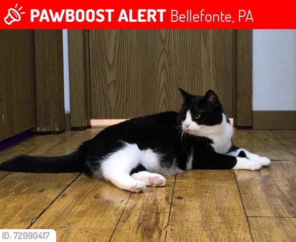 Lost Female Cat last seen E Burrows St., Bellefonte, PA 16823