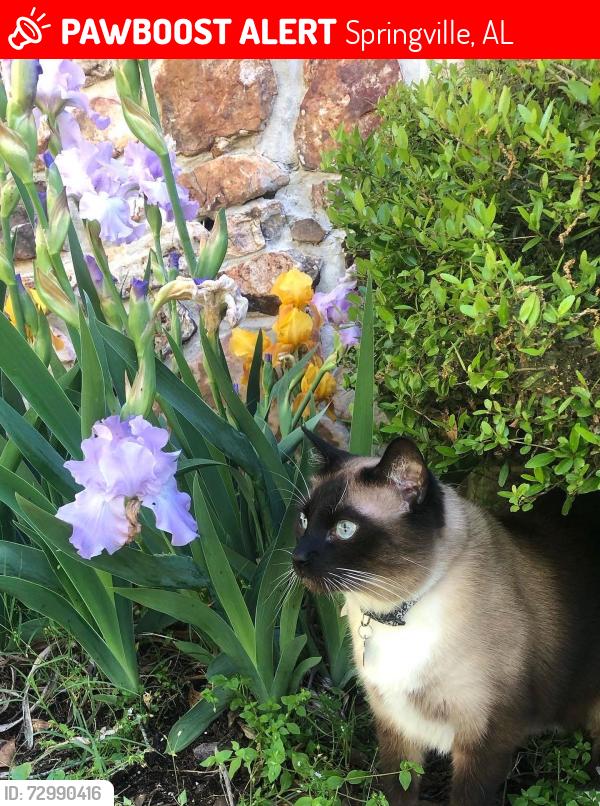 Lost Male Cat last seen Gin Street and Depot Street - across from Springville Middle School, Springville, AL 35146