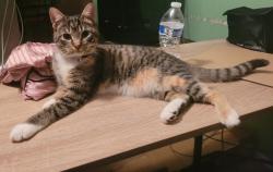 Reunited Female Cat last seen Hidden Creek Subdivision, Conroe, TX 77301
