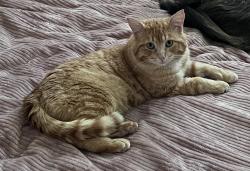 Reunited Male Cat last seen Capital park, Ottawa, ON K1S 2N1