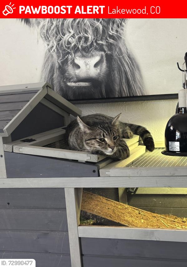 Lost Female Cat last seen Garrison and Florida , Lakewood, CO 80232