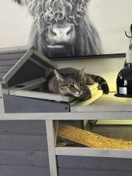 Lost Female Cat last seen Garrison and Florida , Lakewood, CO 80232