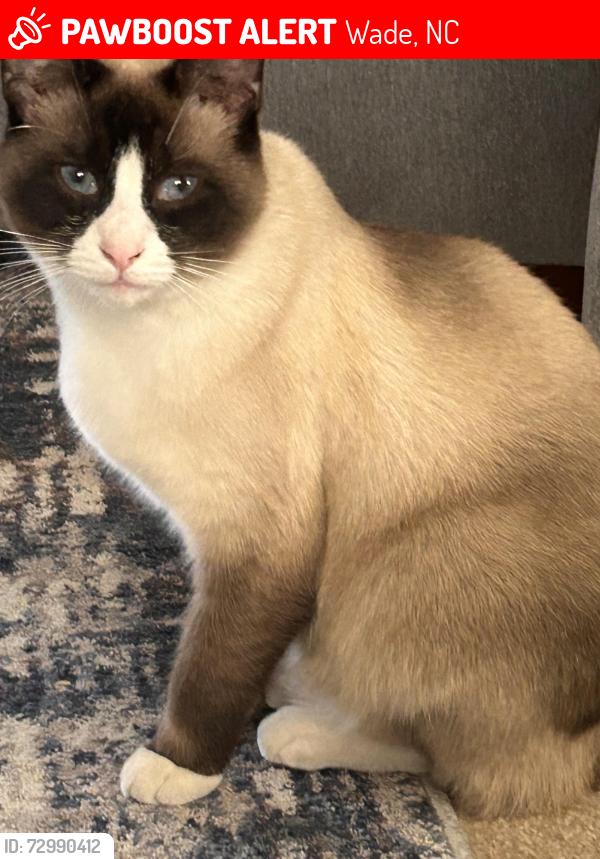 Lost Male Cat last seen Main st Wade, Wade, NC 28395